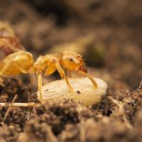 Yellow Meadow Ant with pupa 1 